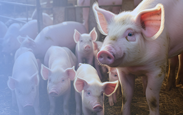  霉溢清（畜禽通用飲水劑型）